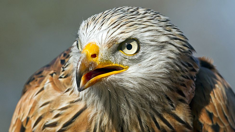 Red kite found in Carmarthenshire is Britain’s oldest