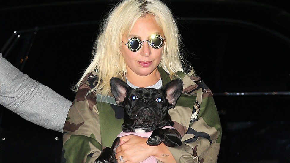 Lady Gaga wins case to keep $500,000 dognapping reward