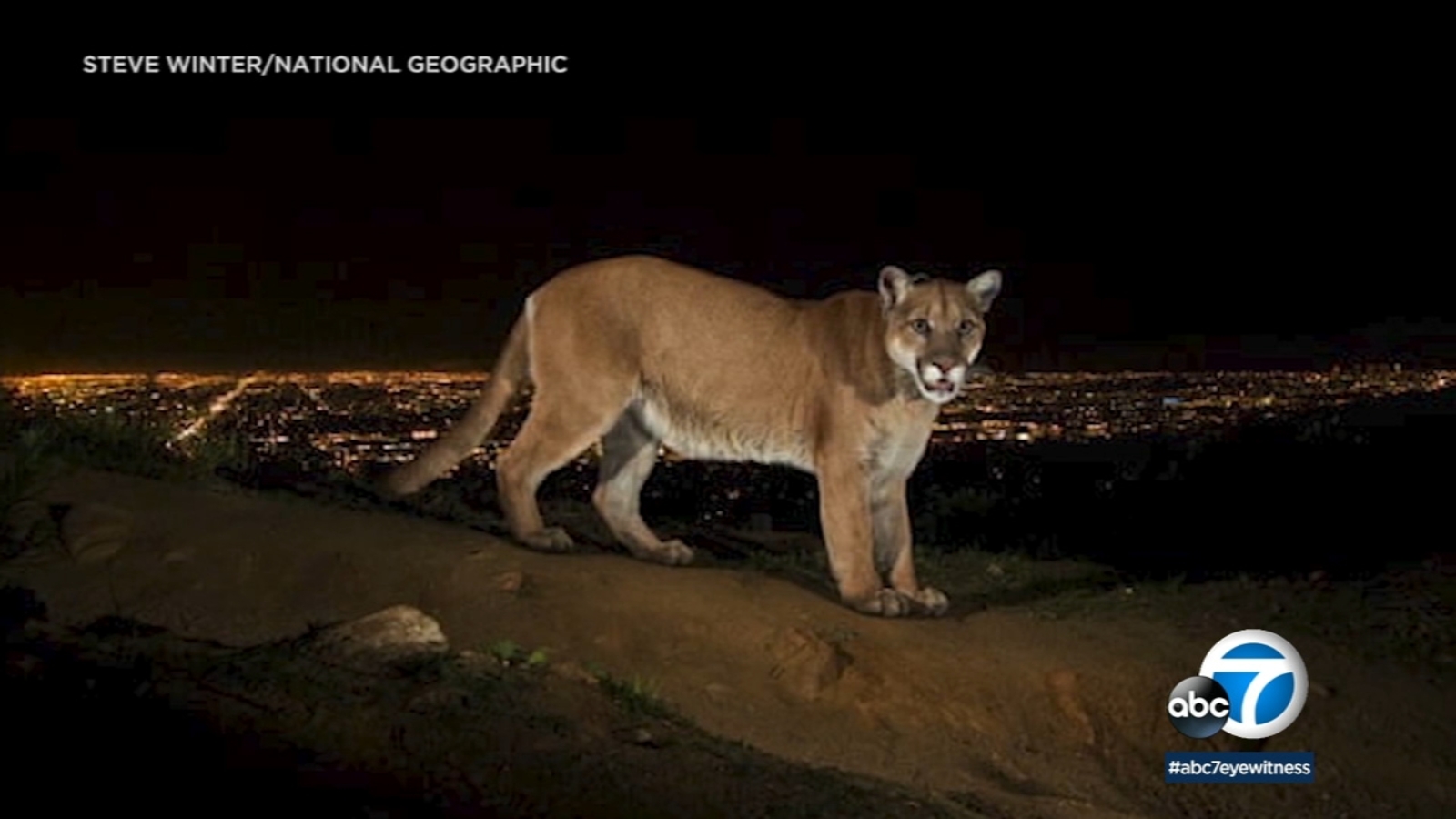 P-22 Day: Griffith Park to host 8th annual festival honoring beloved mountain lion Sunday