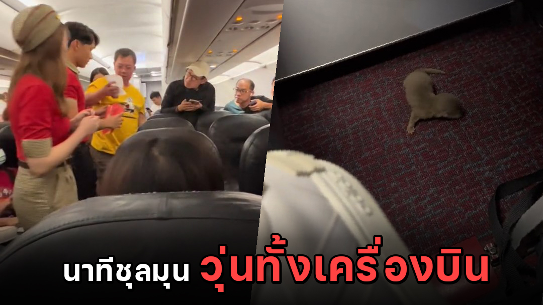 แบบนี้ก็ได้เหรอ ผู้โดยสารแหกกฎ แอบนำสัตว์เลี้ยงขึ้นเครื่องบิน แถมไม่มีใครยอมรับ