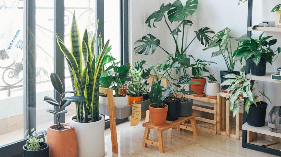 Home Decor: 5 Tips To Creating A Green Corner In Every Room