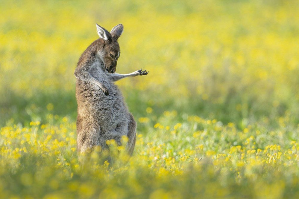 Bears, birds and kangaroos: Comedy Wildlife Photo Awards