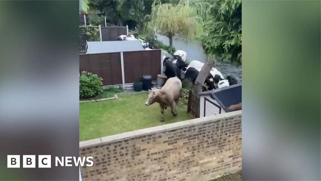 Watch: Cows trample fence and pack into garden