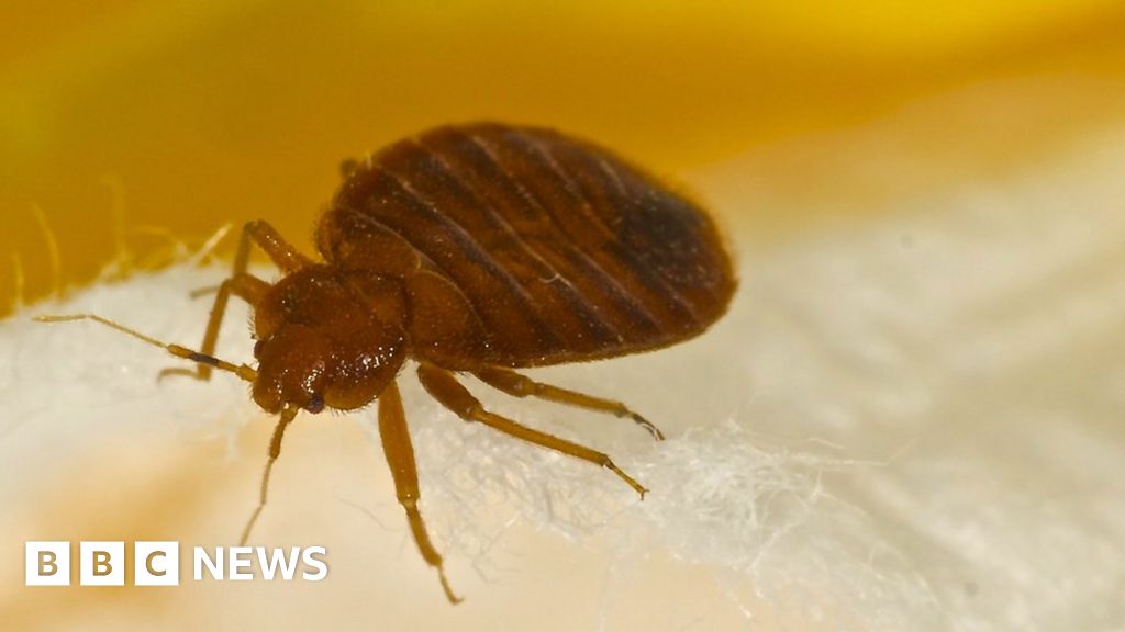 Bedbugs: How to deal with an infestation