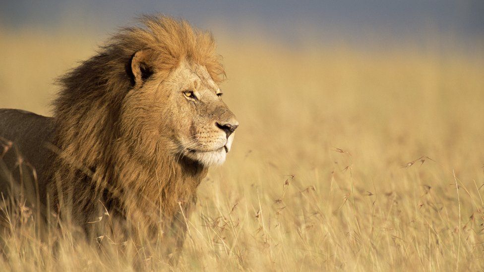 South Africa’s Kruger National Park study: Animals fear human voices more than lions