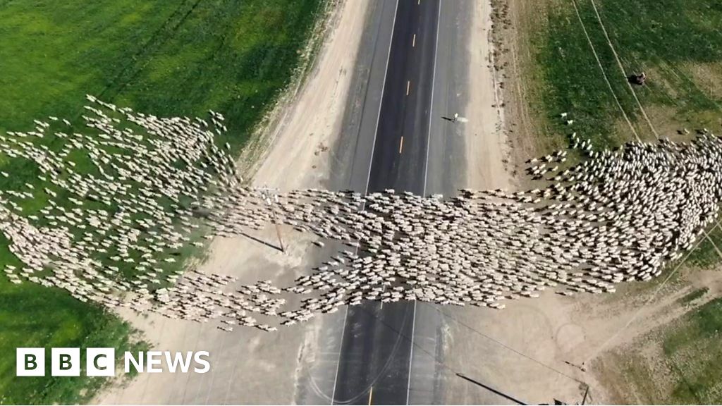 Watch: Drone captures flock of sheep crossing US highway