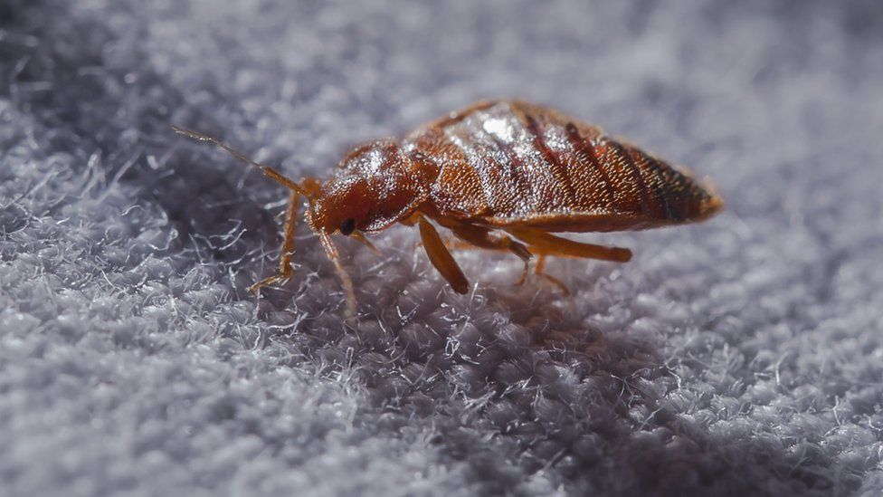 French hotel spent €1,500 getting rid of bedbugs