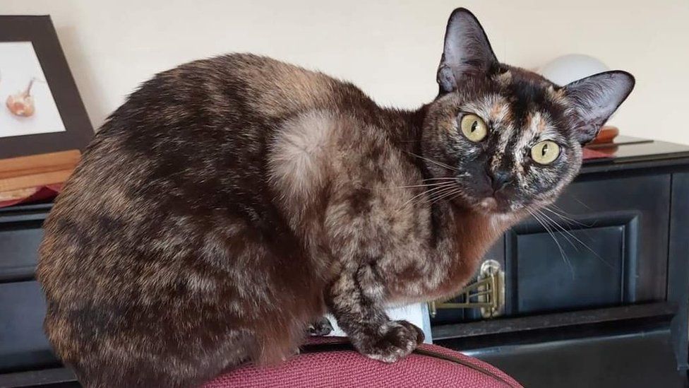 Missing cat found 140 miles from Bristol home