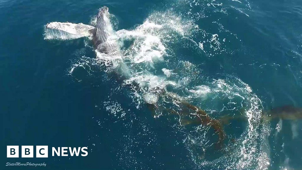 Watch: Whales ‘kelping’ off the US east coast