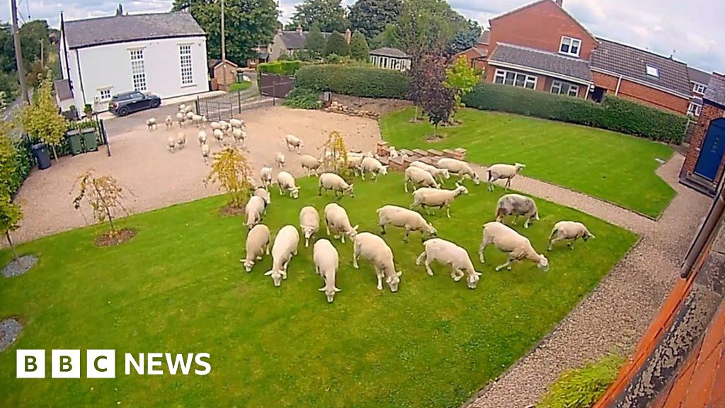 Watch: Door camera captures flock of sheep in garden