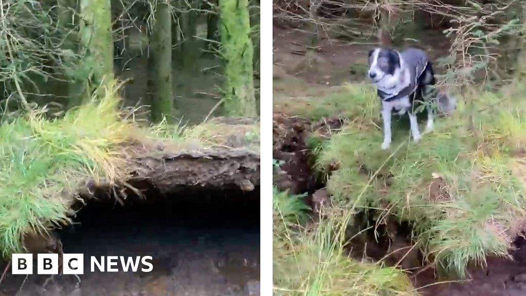 Dog walker films winds lift forest floor in Scotland