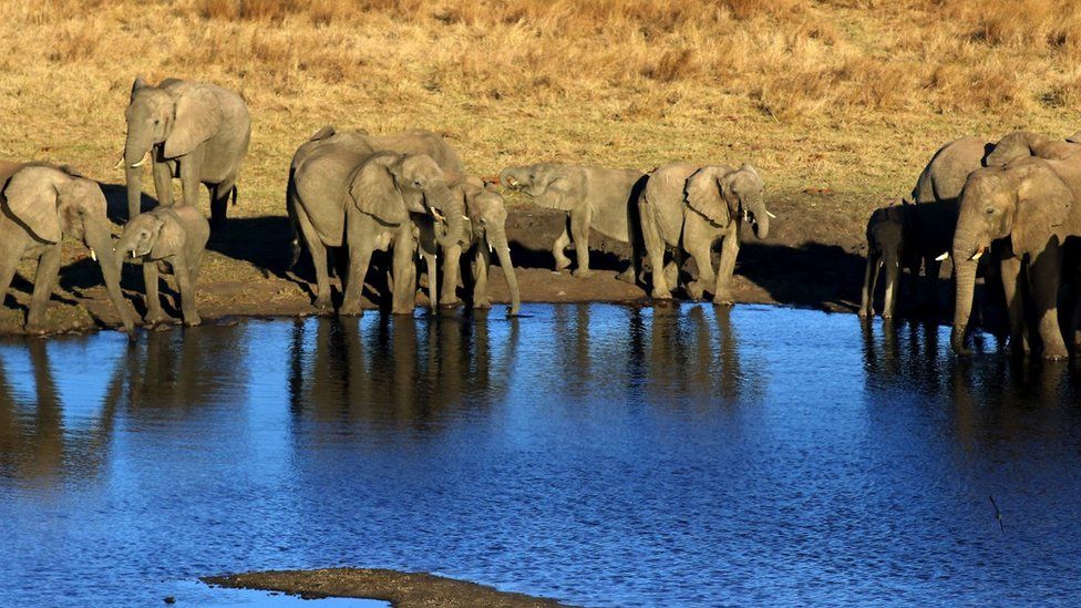 Zimbabwe Elephant deaths: Mysterious bacterium found in bodies