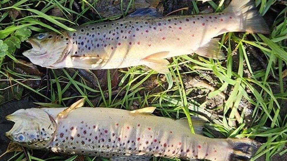 Armagh: Fish kill in Callan River worst ever, say anglers