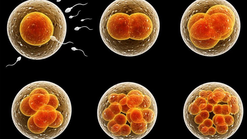 Scientists: Allow forbidden 28-day embryo experiments