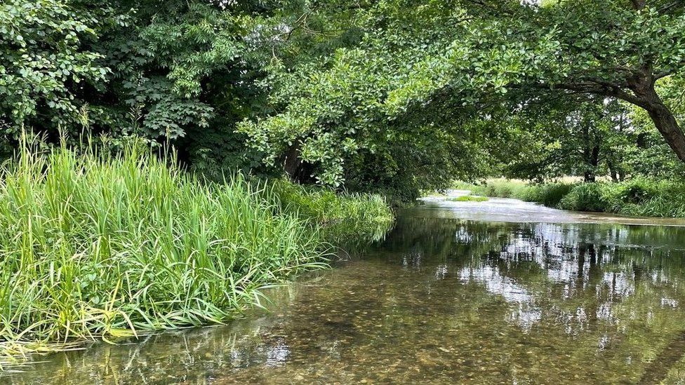 Archers Green nature reserve purchased by wildlife trust