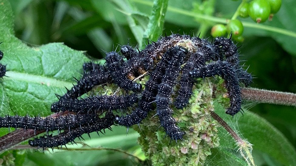 Caterpillars struggle to survive climate change, says study