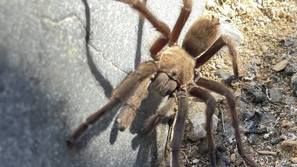 Tarantula causes vehicle crash in California’s Death Valley