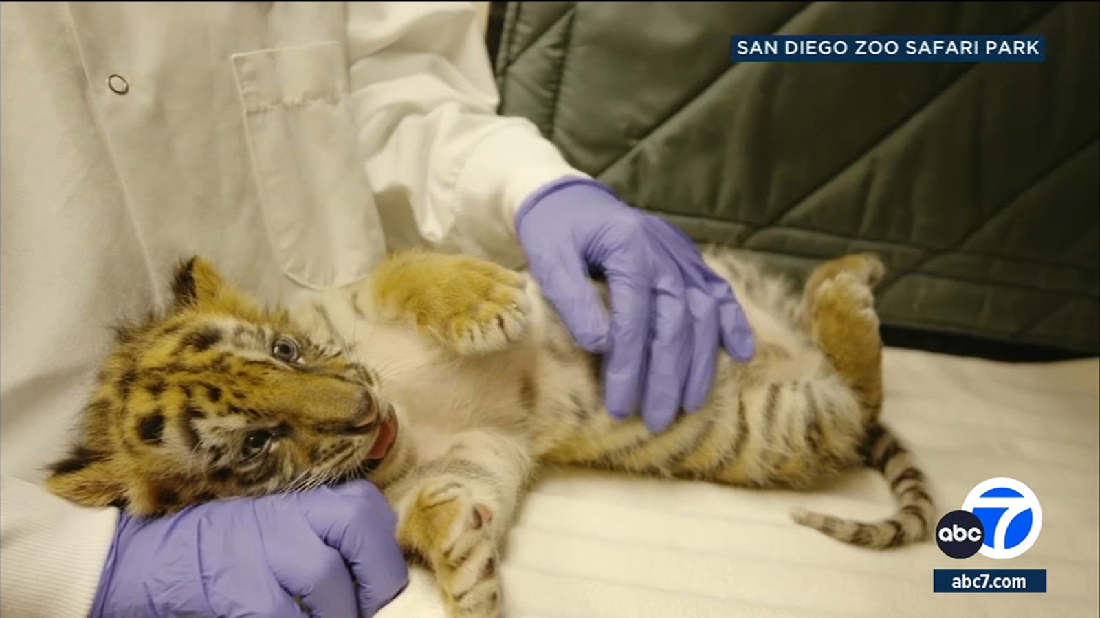 New SoCal network helps save animals rescued from illegal wildlife trade