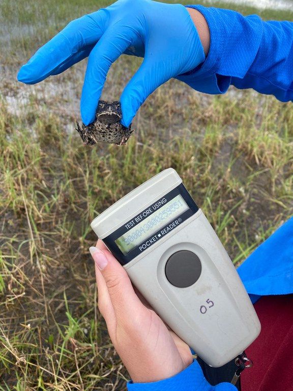 New refuge provides hope for critically endangered toad