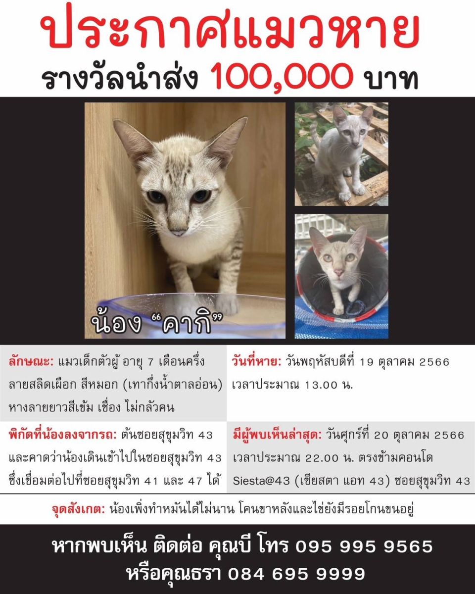 พิกัดแถวๆสุขุมวิท 43 ประกาศตามหาแมวหาย’น้องคากิ’ มีเงินรางวัล 100,000 บาท