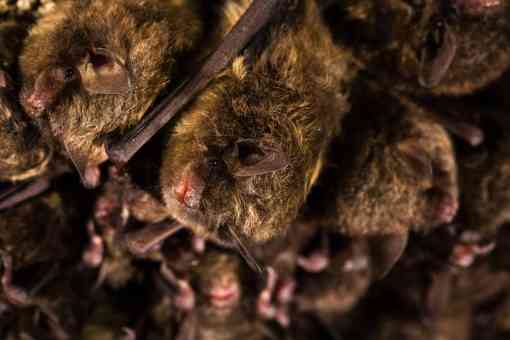 Seven Not-So-Spooky Facts About Bats