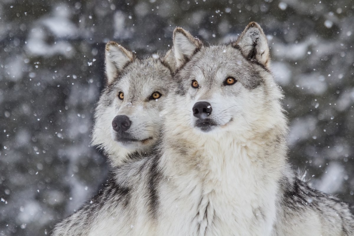 Oregon wolves headed for Rocky Mountains