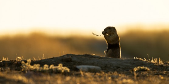 New Technologies Track Prairie Dogs and Map Their Burrows for the