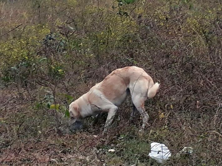 Rising feral dog attacks pose threat to dwindling wildlife in Shivalik foothills