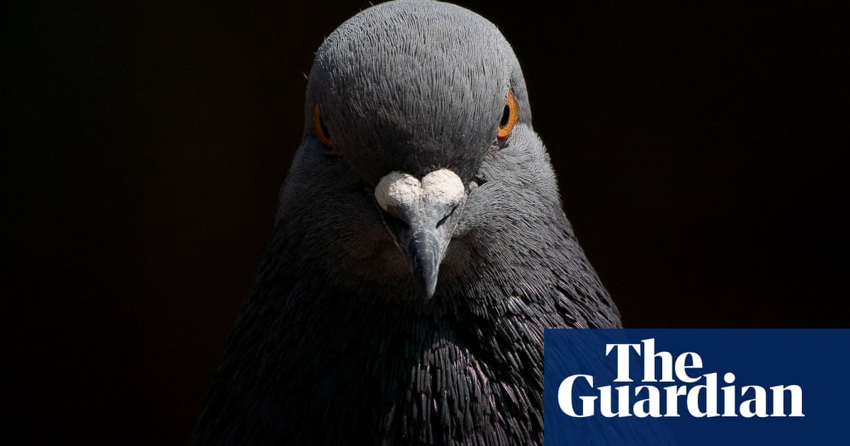 Pigeons problem-solve similarly to artificial intelligence, research shows