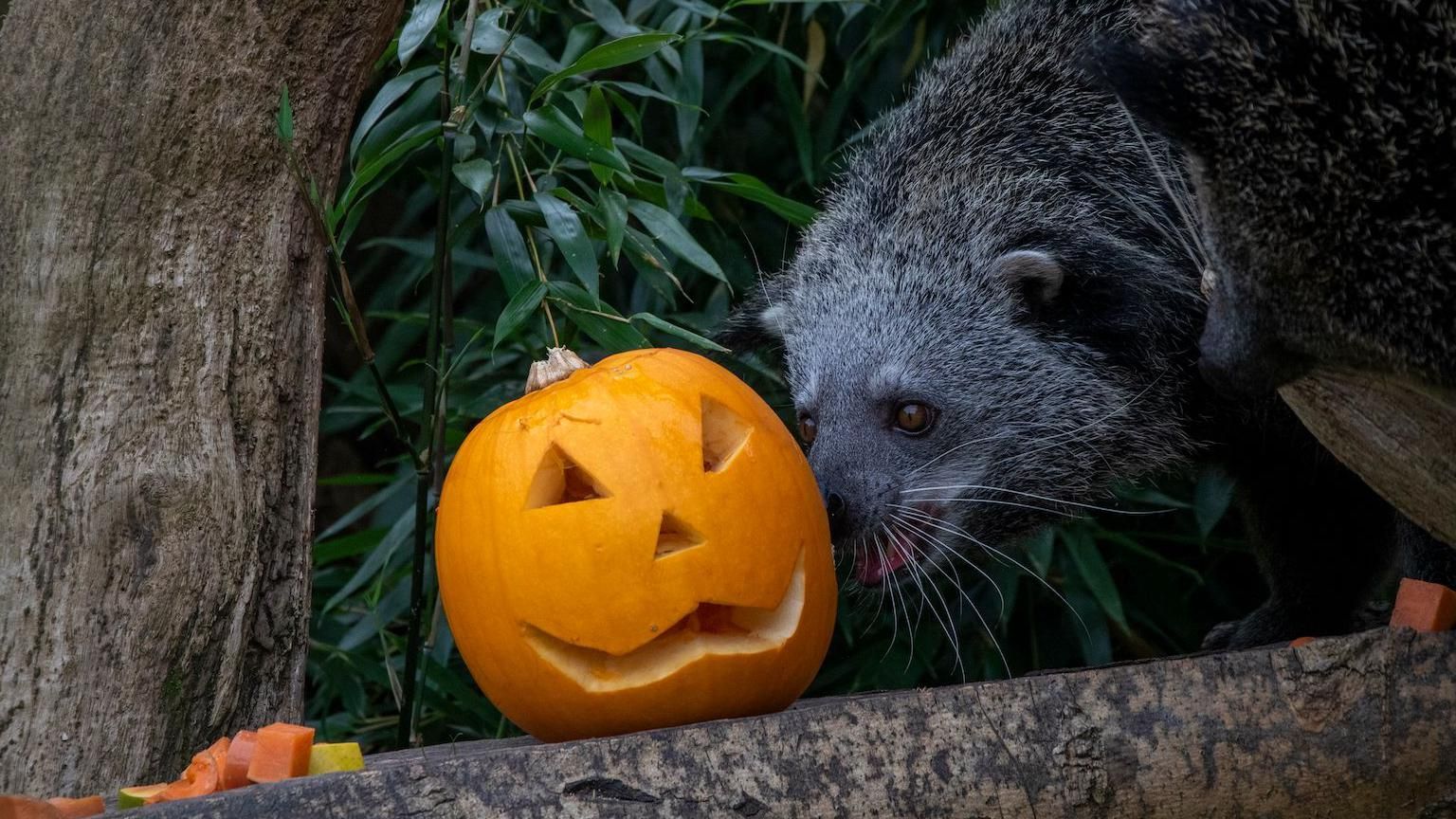 Halloween: Cotswold Wildlife Park residents enjoy spooky treats