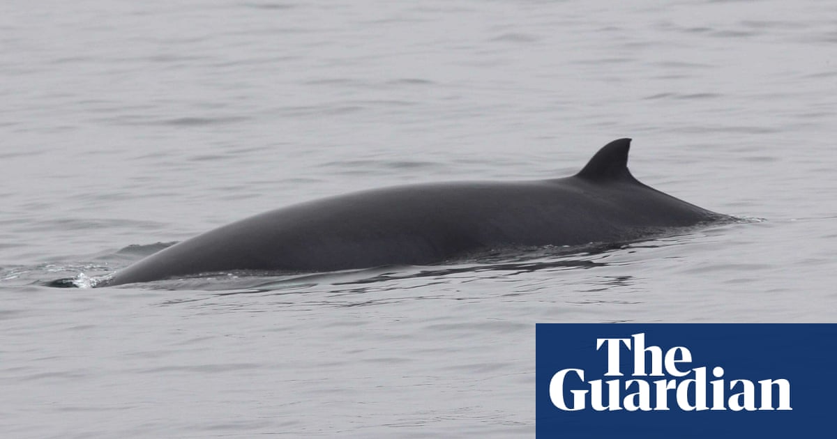 Scottish whale watchers’ photos used to gain insights into animals’ habits