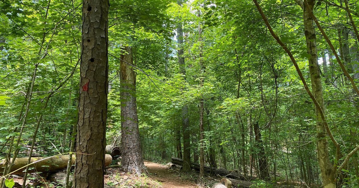 Dive into guided forest bathing along the banks of the Chattahoochee