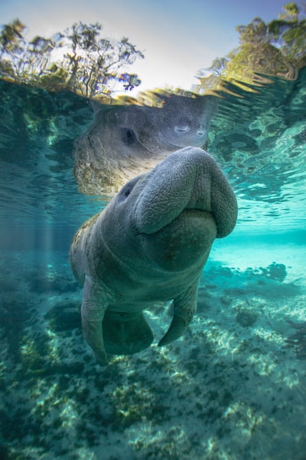 Hope for Florida’s dwindling manatees as review could restore protections