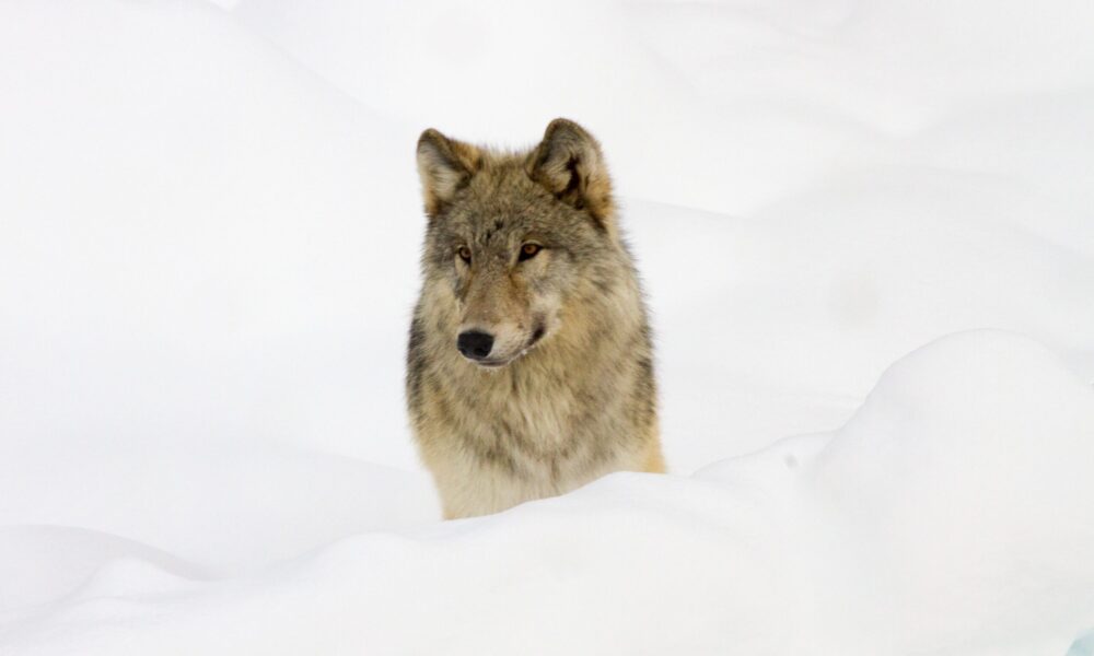 Dispatches from the Wild: Wolves and management agencies are often caught in the crosshairs