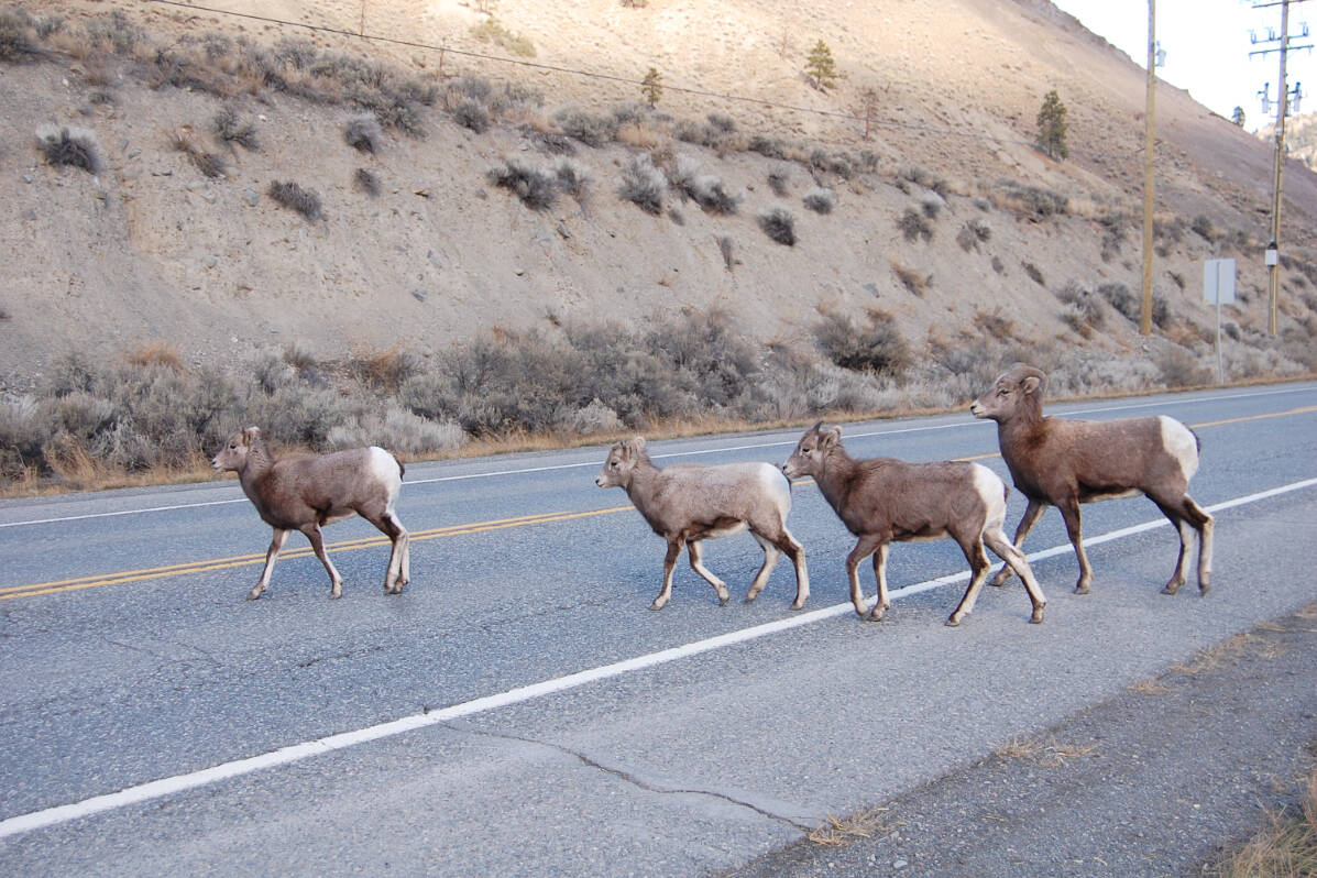 Animals crossing: watch out for wildlife on B.C.’s roads – Ashcroft Cache Creek Journal