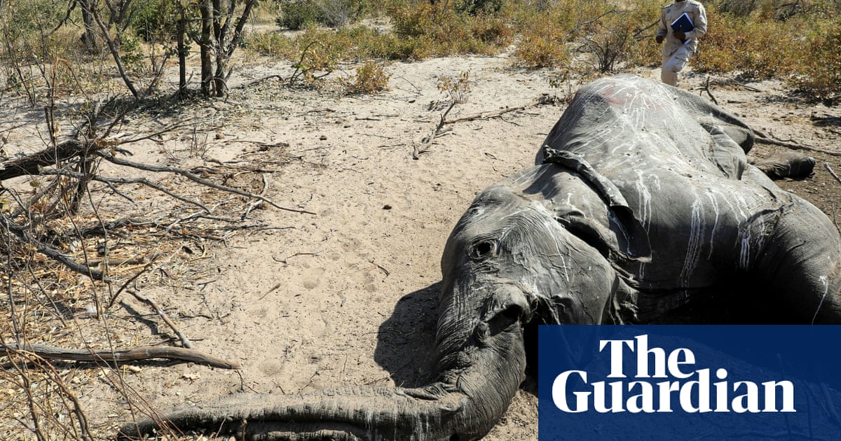 Scientists discover why dozens of endangered elephants dropped dead