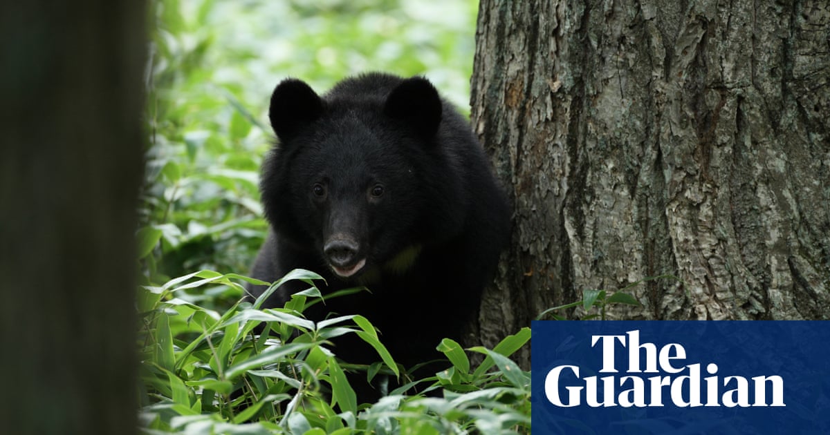 Sharp rise in bear attacks in Japan as they struggle to find food