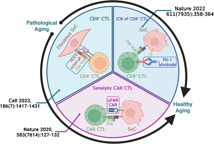 Healthy aging—would cytotoxic T lymphocytes stand out?