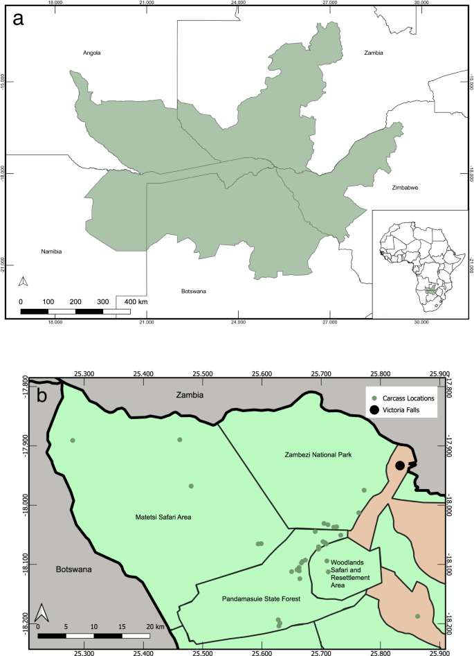 Pasteurella sp. associated with fatal septicaemia in six African elephants