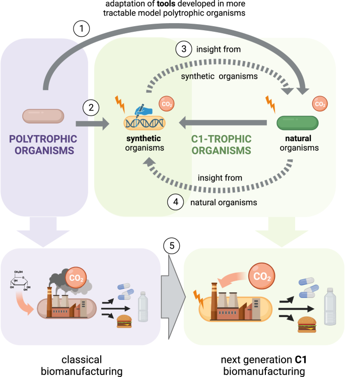 Synergistic investigation of natural and synthetic C1-trophic microorganisms to foster a circular carbon economy