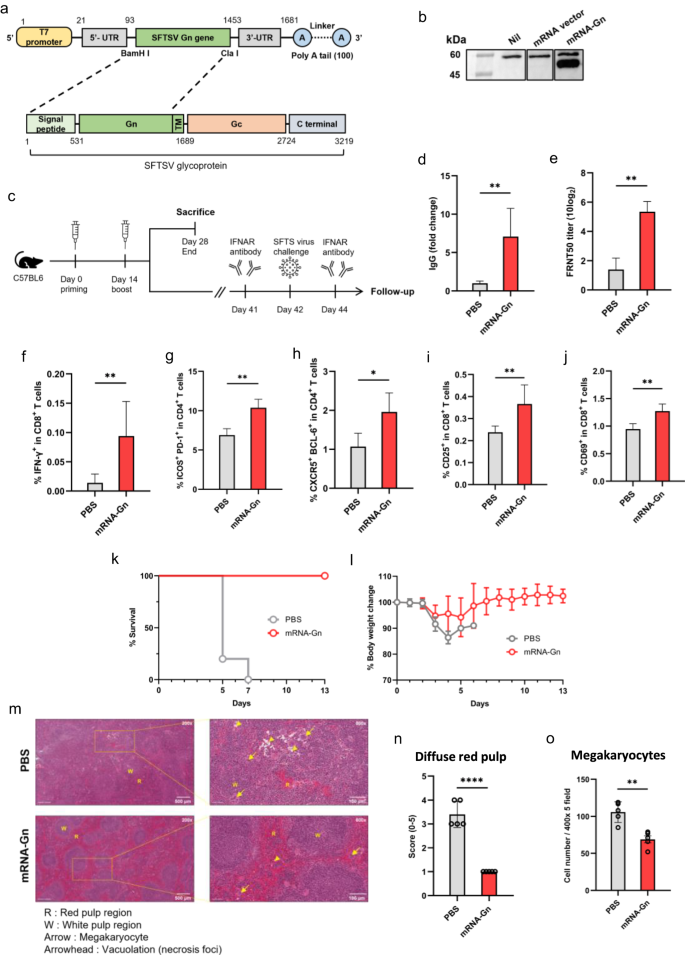 mRNA vaccine encoding Gn provides protection against severe fever with thrombocytopenia syndrome virus in mice