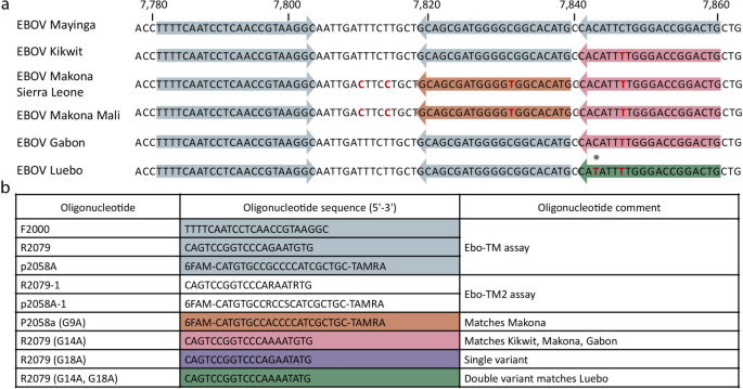 Sequence optimized diagnostic assay for Ebola virus detection