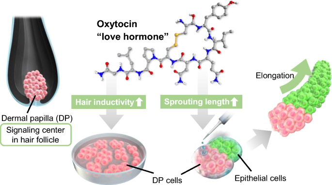 Effects of oxytocin on the hair growth ability of dermal papilla cells