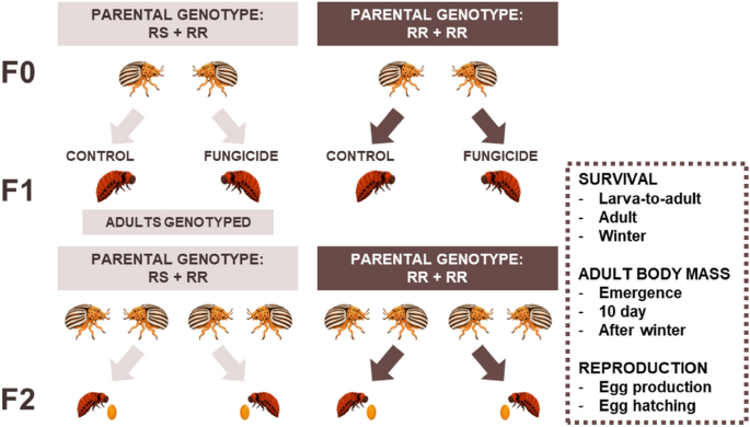 Fungicides modify pest insect fitness depending on their genotype and population