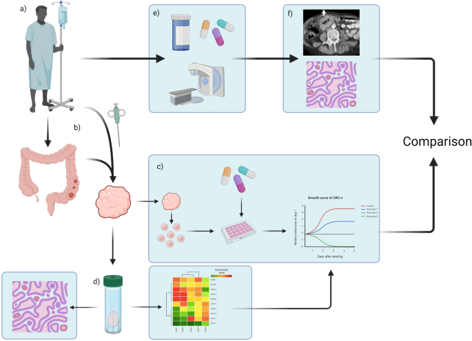 Systematic review: predictive value of organoids in colorectal cancer