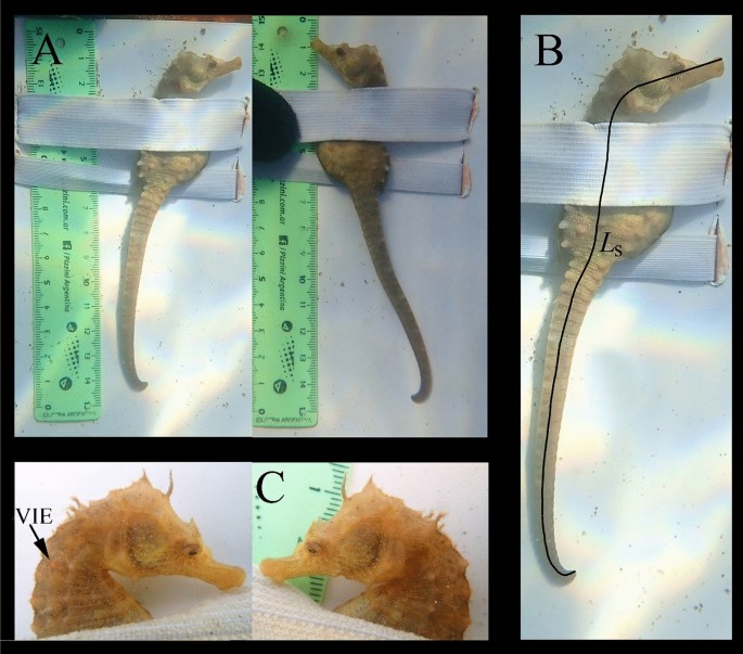 A novel non-invasive efficient photography-based technique for length measuring and individual identification of seahorses