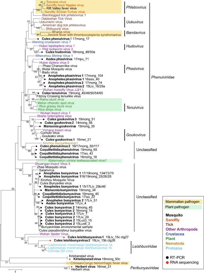 Expanding diversity of bunyaviruses identified in mosquitoes