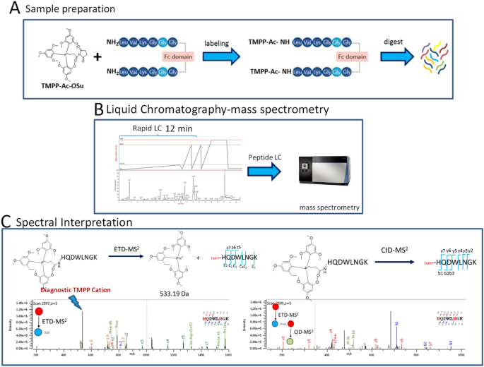 Diagnostic utility of N-terminal TMPP labels for unambiguous identification of clipped sites in therapeutic proteins