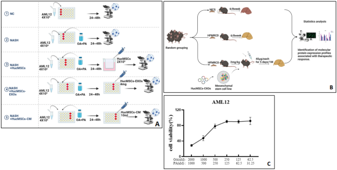 Comparison of effects of HucMSCs, exosomes, and conditioned medium on NASH