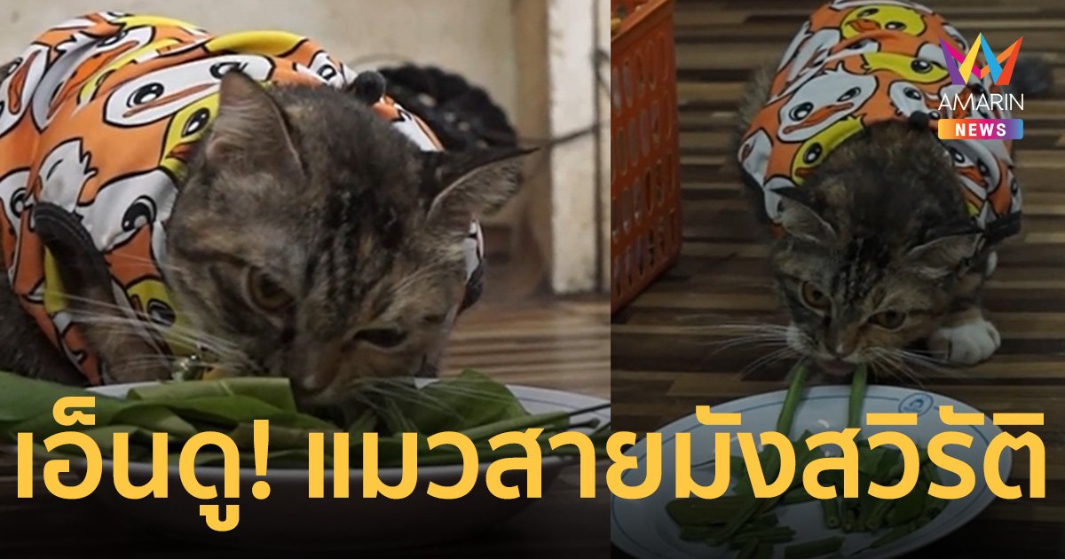 เอ็นดู! “น้องถุงเงิน” แมวสายมังสวิรัติ เทศกาลกินเจ กินแต่ผัก ไม่กินอาหารเม็ด